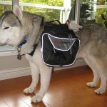 Training Thursday: Benefits of a Dog Backpack