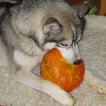 Wordless Wednesday: Pumpkin Season!