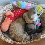 Rocco’s Toy Basket