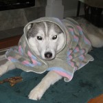 Wordless Wednesday: Wet Dog