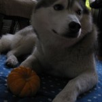 Why is Pumpkin Good for Dogs?