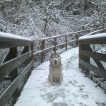 Snow Dog in the Snow Storm