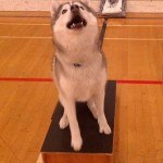 Training Thursday: Teach Your Dog to Sit Pretty