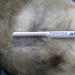 Grooming Comb for a Husky