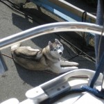 Wordless Wednesday: Dog Overboard!