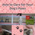 Pawdicure – How to Care for Your Dog’s Paws