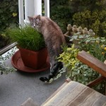 Bigger, Better Cat Grass