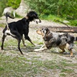 Things to Consider When Choosing a Daycare for Your Dog.