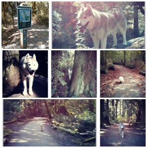 Hiking with Your Dog at Pacific Spirit Regional Park