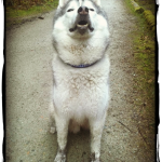 Wordless Wednesday: Muddy Dog Days