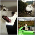 Tips for Traveling with a Special Needs Dog