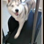 How To Teach Your Dog To Use a Treadmill
