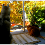 Wordless Wednesday: Keeping an Eye On Them Squirrels! 