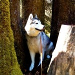 Wordless Wednesday: Tree Husky