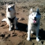 Wordless Wednesday: Beach Buddies