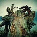 Wordless Wednesday: Driftwood 