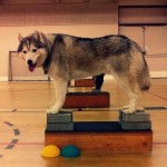 Training Thursday: How to Properly Stack Your Dog