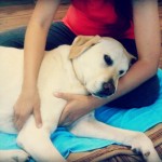 Discover the Healing Power of Touch: Benefits of Animal Massage