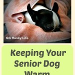 Why It Is Important to Keep Your Senior Dog Warm