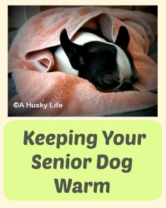 Keeping Your Senior Dog Warm