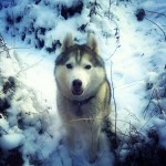 Wordless Wednesday: Happy Husky