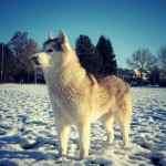 Wordless Wednesday: The Mighty Snow Dog