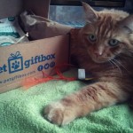 Pet Gift Box For Cats Review