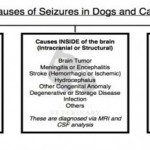 Your Dog Was Diagnosed with Epilepsy, What Now? Facts about Canine Epilepsy