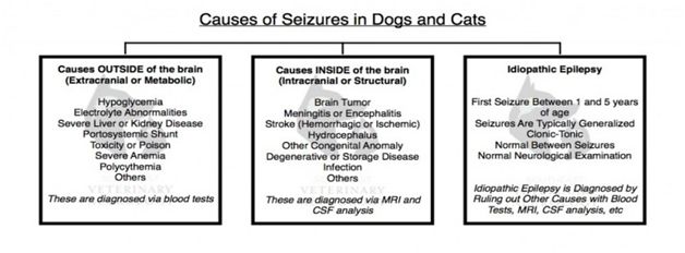 what is idiopathic epilepsy dogs