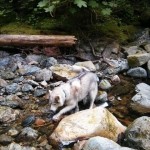 Dog Friendly Hiking: Brothers Creek Loop