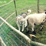 Wordless Wednesday: Sheep Herding Fail