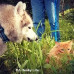 Wordless Wednesday: Grazing