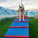 Wordless Wednesday: Agility Fun