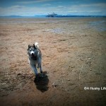 Wordless Wednesday: Low Tide Fun