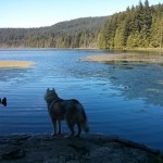 Dog Friendly Day Trip to Bowen Island