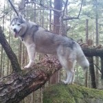 Dog Friendly Hiking in Squamish: The Four Lakes Trail.