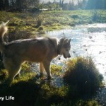 Wordless Wednesday: Searching For Frogs