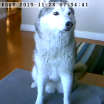 Perfecting Your Dog’s Sit Stay with Vimtag Camera