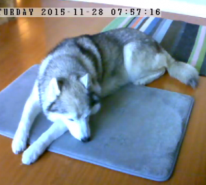Practicing Sit Stay with Vimtag security monitoring camera