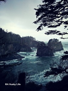 View point on the trail to Cape Flattery.