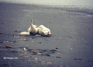 Rocco rolling in a dead fish.