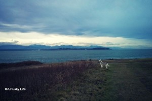 Rocco waiting for the ferry to Port Townsend.