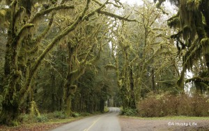 Road to Hoh National Rainforest.