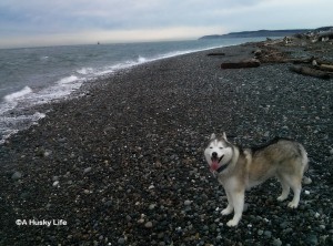 Rocco on a rocky beach in Fort Casey.