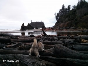 Rocco climbing logs to get to Ruby beach.