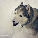 Wordless Wednesday: Snow-Nose