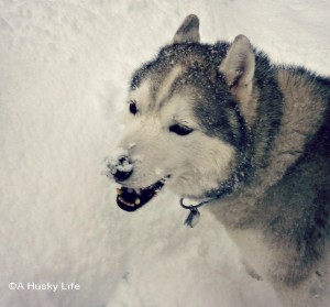 Siberian husky standing in deep snow with snow on his nose.