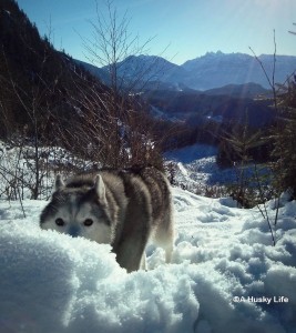 Siberian Husky playing peek-a-boo behind a snow bank.