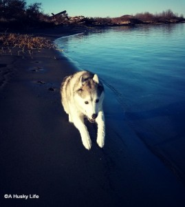 Husky runing at the beach.