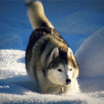 Wordless Wednesday: Dashing Through the Snow